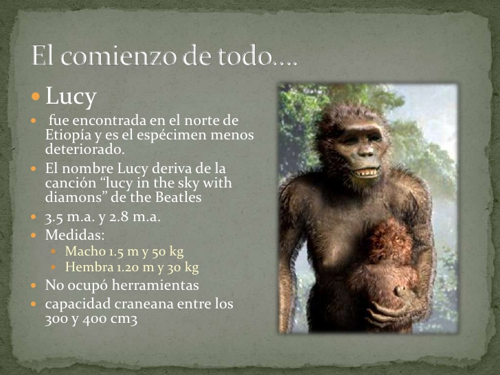 http://es.slideshare.net/nitolais/australopithecus-afarensis australopithecus afarensis 4 728